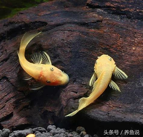 清道夫魚種類|魚缸清道夫魚種類繁多，如何選，才能達到水清魚靚的。